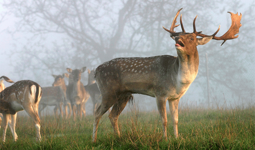 deer-group-deer-wide