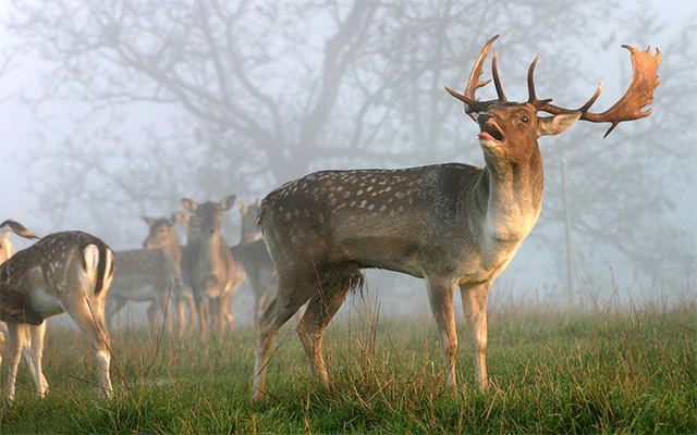 deer-group-deer-wide